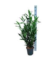 Prunus laur. 'Renault Ace' ®