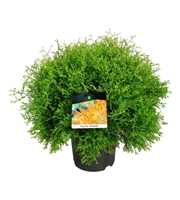 Thuja occ. 'Fire Chief'