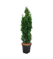 Thuja occ. 'Degroot's Spire'