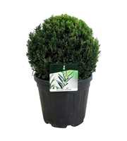 Taxus media 'Groenland'