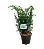 Taxus media 'Farmen'