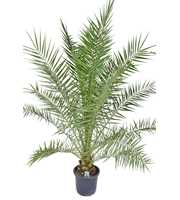 Phoenix canariensis P30 H220