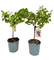 Vitis vinifera p21