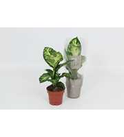 Purify Dieffenbachia Sublime 12 cm