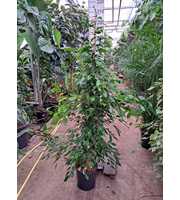 Ficus exotica piramide 210