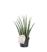 Sansevieria ´Fernwood´