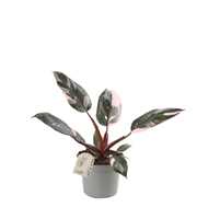 Philodendron Pink Marble