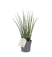 Sansevieria ´Fernwood´