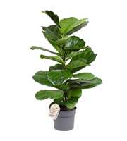 Ficus lyrata