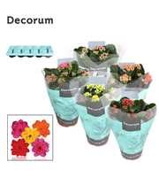 Kalanchoe Decorum - 5 Colors Mix