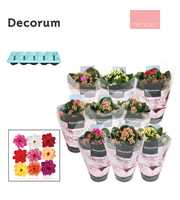 Kalanchoe Decorum TENDER - Serenity mix