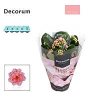 Kalanchoe Decorum TENDER- Serenity Rosa