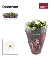 Kalanchoe Decorum Cozy - White