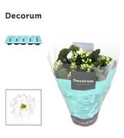 Kalanchoe Decorum - White