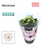 Kalanchoe Decorum TENDER - Serenity Silk