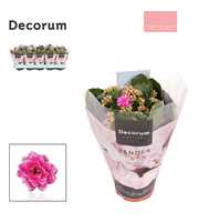 Kalanchoe Decorum TENDER - Serenity Purple White