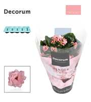 Kalanchoe Decorum TENDER - Serenity Soft Pink