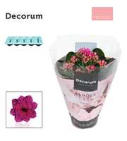 Kalanchoe Decorum TENDER - Serenity Purple