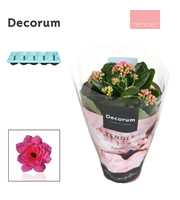 Kalanchoe Decorum TENDER- Serenity Pink