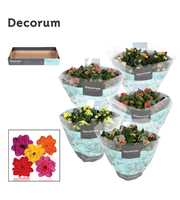 Kalanchoe Decorum - Mix