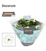 Kalanchoe Decorum - White