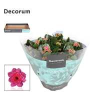 Kalanchoe Decorum - Pink