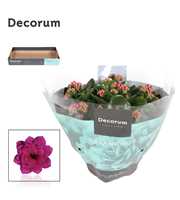 Kalanchoe Decorum - Purple