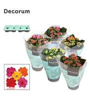 Kalanchoe Decorum - Mix