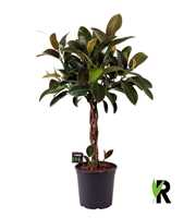 Ficus elast. Melany gevlochten stam