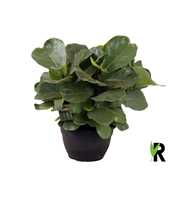 Ficus Lyrata ´Clumb´