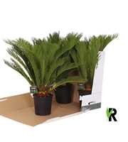 Cycas revoluta 20 plus veren in fust 352