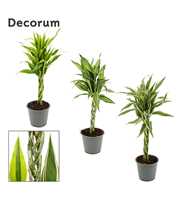 Dracaena Sanderiana vlecht mix 12 cm (Decorum)