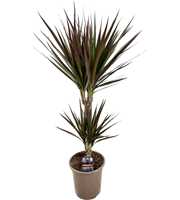 Dracaena magenta 30-10