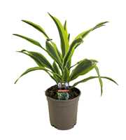 Dracaena deremensis lemon lime