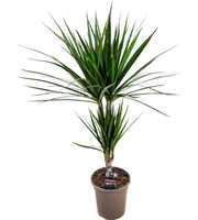 Dracaena marginata 30-10