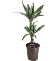 Dracaena deremensis white stripe 30-10