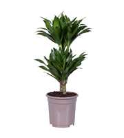 Dracaena deremensis compacta 30-10