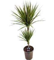 Dracaena bicolor 30-10