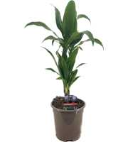 Dracaena deremensis janet craig 30-10