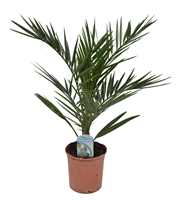 Phoenix canariensis P14 IT