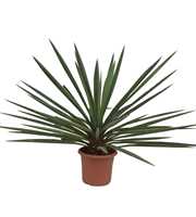 Yucca torrey P40