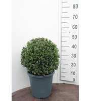 Ilex crenata 'Caroline Upright' bol