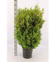 Buxus sempervirens bossig