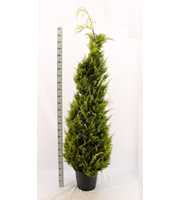 Chamaecyparis lawsoniana 'Ivonne'