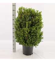 Buxus sempervirens bossig