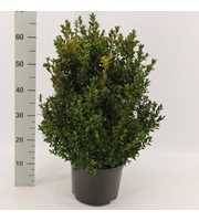 Buxus sempervirens bossig