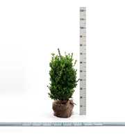 Buxus sempervirens bossig