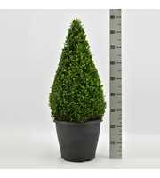 Buxus sempervirens piramide