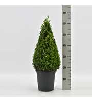 Buxus sempervirens piramide