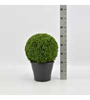 Buxus sempervirens bol